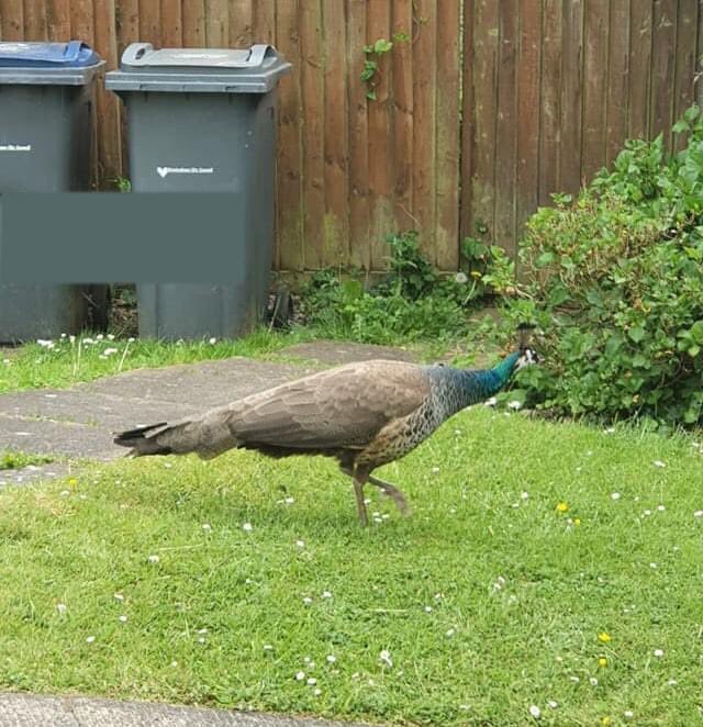 RT @drhingram: You know you drank too much last night when you step out the house and find a... peacock? https://t.co/9dMr9uAnjK