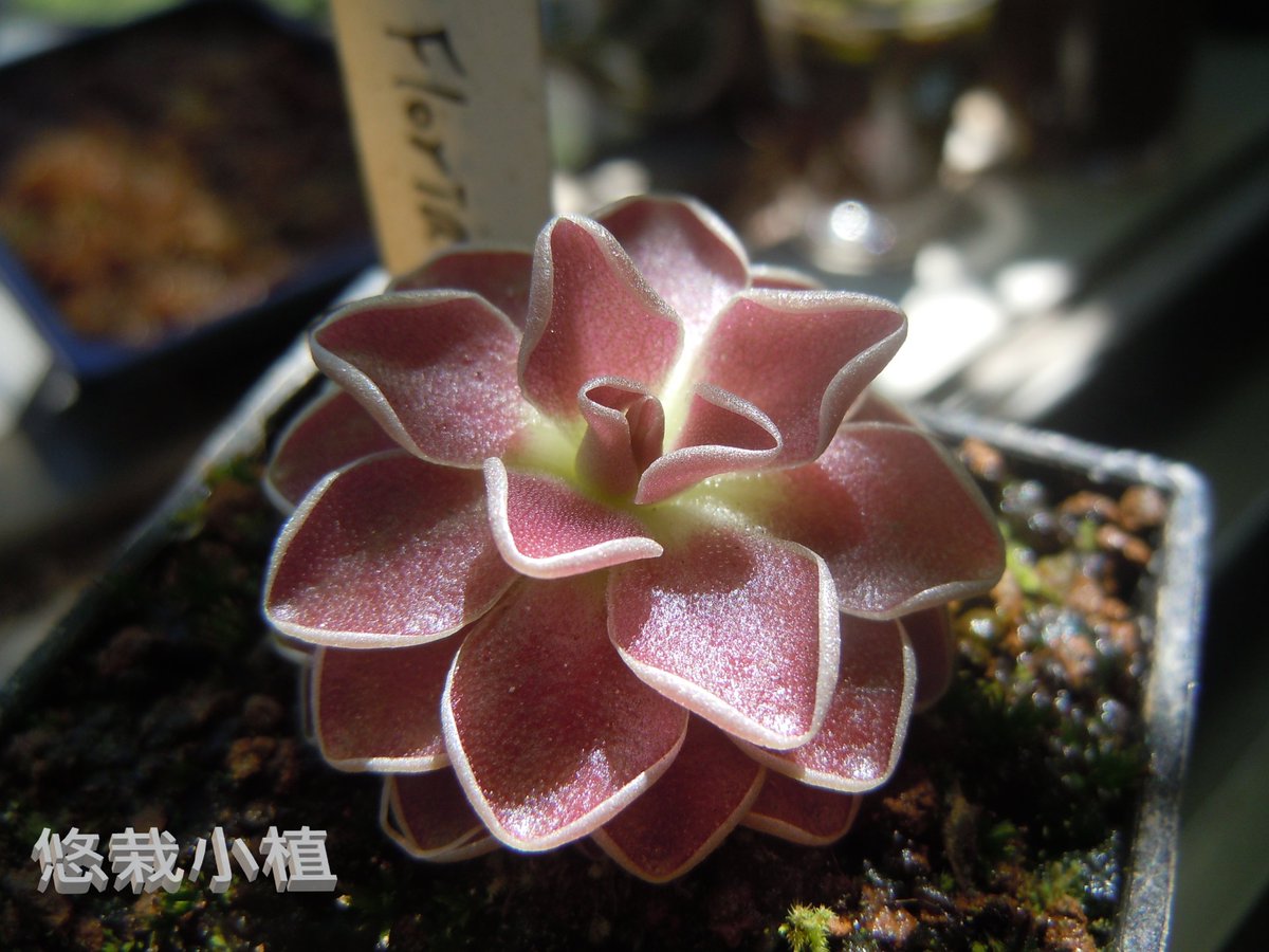 ocean10936's tweet photo. Pinguicula "Florian"
四季變化~

#悠栽小植
#食蟲植物
#療癒 #療癒小物
#弗洛里捕蟲堇
#Pinguicula "Florian"
#carnivorousplants
#easyplantpotted
#Drosera
#Utricularia
#Dionaea muscipula https://t.co/iZkdL1lexZ