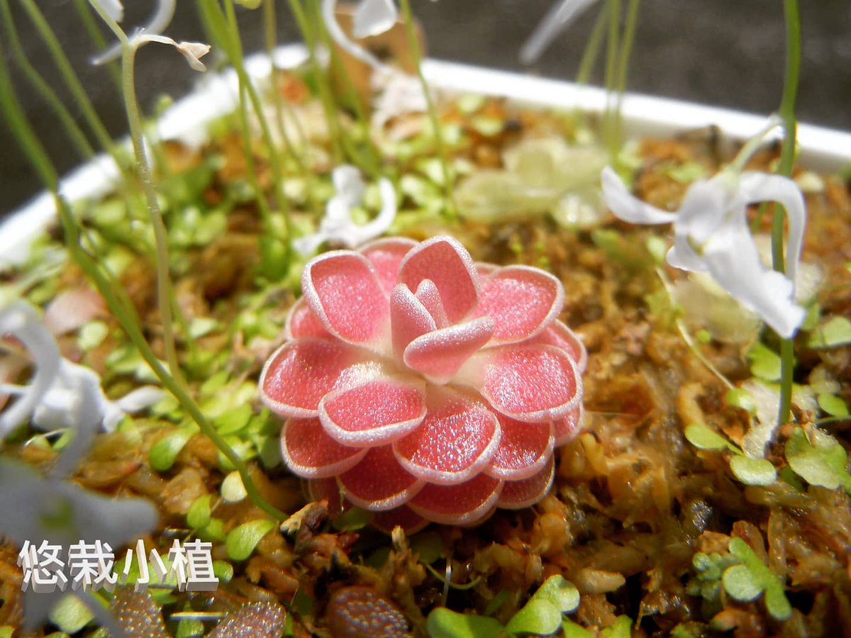 ocean10936's tweet photo. 沐浴在陽光下的弗洛里捕蟲堇~

#悠栽小植 
#食蟲植物 
#療癒 #療癒小物 
#弗洛里捕蟲堇
#Pinguicula Florian
#carnivorousplants
#easyplantpotted
#Drosera
#Utricularia
#Dionaea muscipula https://t.co/5Z6I4I52Dr