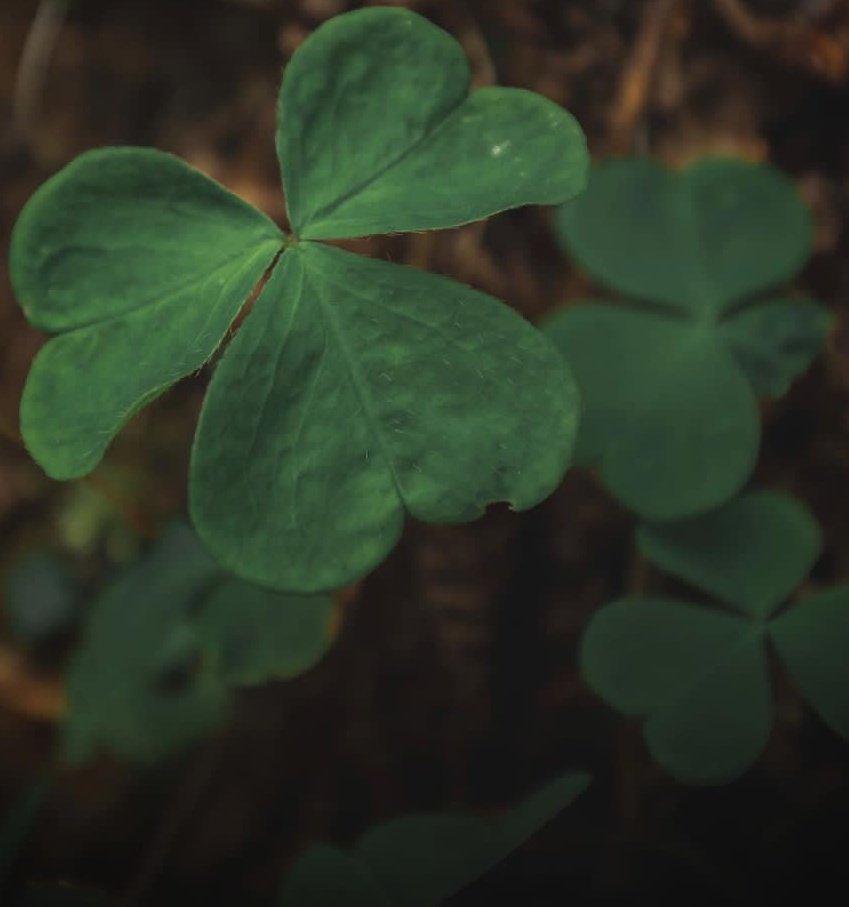 POsemen's tweet photo. The birth of a new approach in DEFI @clover_finance https://t.co/p8rqnK5hH9