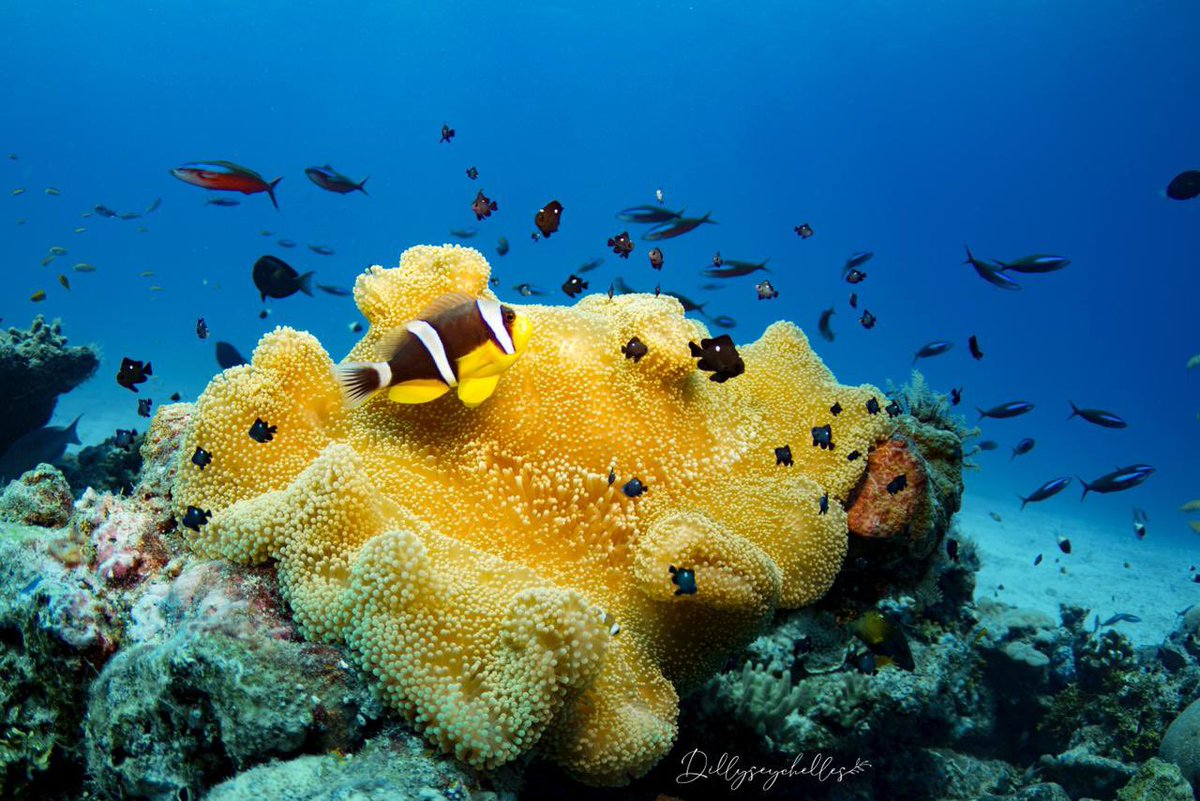 UniSeyBERI's tweet photo. We need the #ocean to survive. #Research can support the  #sustainable use of #MarineResources &amp; effective protection of valuable #MarineEcosystems - the foundation of the #BlueEconomy. Follow @UniSeyBERI today on #WorldOceanDay to learn about our work. Image: Dillys for @SeyCCAT https://t.co/QFh2TF8MVb