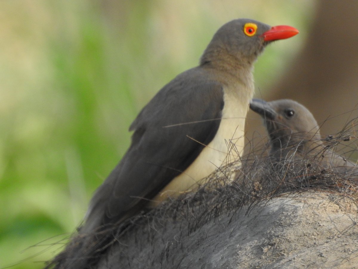 #TravelTuesday it is fellow #naturelovers 
#DidYouKnow 
#Mpumalanga has over 550 bird species and 12 Important Bird Areas. The '​Greater Panorama' and 'Lowveld' Birding Routes are within easy reach for local #birders