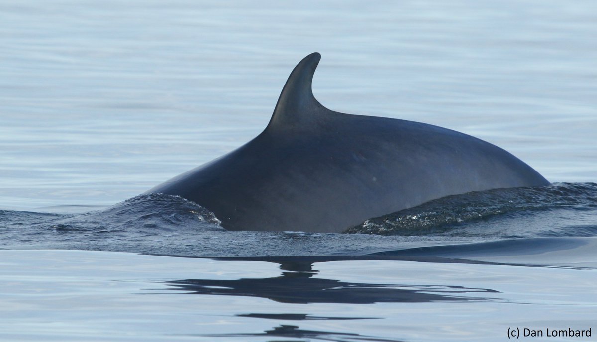 Today we're celebrating the arrival of the long fought-for sea sanctuaries where all damaging activities will be banned - Highly Protected Marine Areas (HPMAs) - the first of their kind in English seas! #WorldOceansDay 🌊🐟🐋🐙🐬
wildlifetrusts.org/news/governmen…