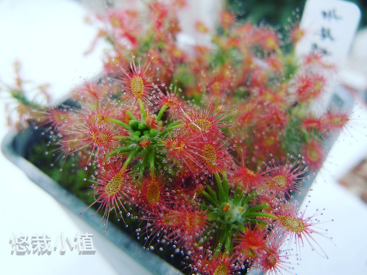 ocean10936's tweet photo. 都要夏天了~
還在產苞芽!?
#悠栽小植
#食蟲植物
#療癒 #療癒小物
#吉布森迷你毛氈苔
#Drosera gibsonii
#gemmae
#carnivorousplants
#easyplantpotted
#Pinguicula
#Utricularia
#Dionaea muscipula https://t.co/NuKntXxYIv