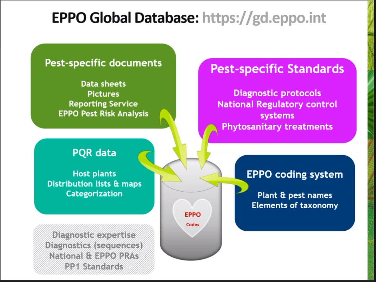 Plants_EFSA's tweet photo. Now Anne-Sophie Roy from @EPPOnews describes how the #infoflow works in the development of official reports and compilation of the #GlobalDatabase #DataServices https://t.co/JVdrksuj2S