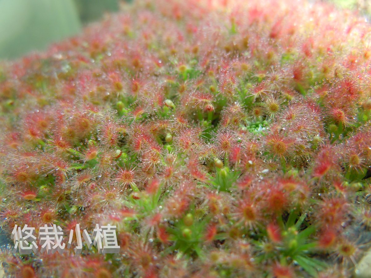 ocean10936's tweet photo. 數大便是美!!!~

#悠栽小植 
#食蟲植物 
#療癒 #療癒小物 
#蘿絲娜迷你毛氈苔
#Drosera roseana
#carnivorousplants
#easyplantpotted
#Pinguicula
#Utricularia
#Dionaea muscipula https://t.co/bIICN352mR