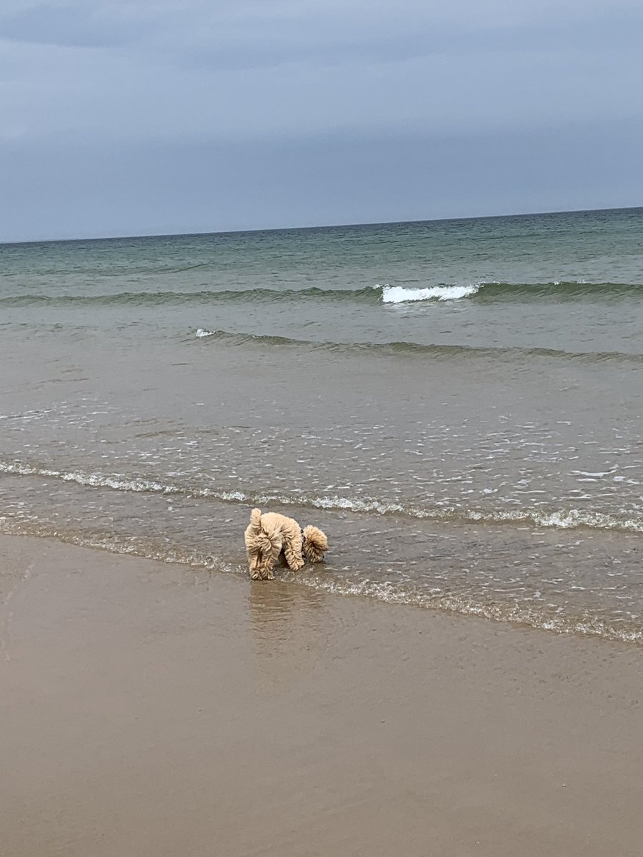 Teddy enjoying his first trip to the beach