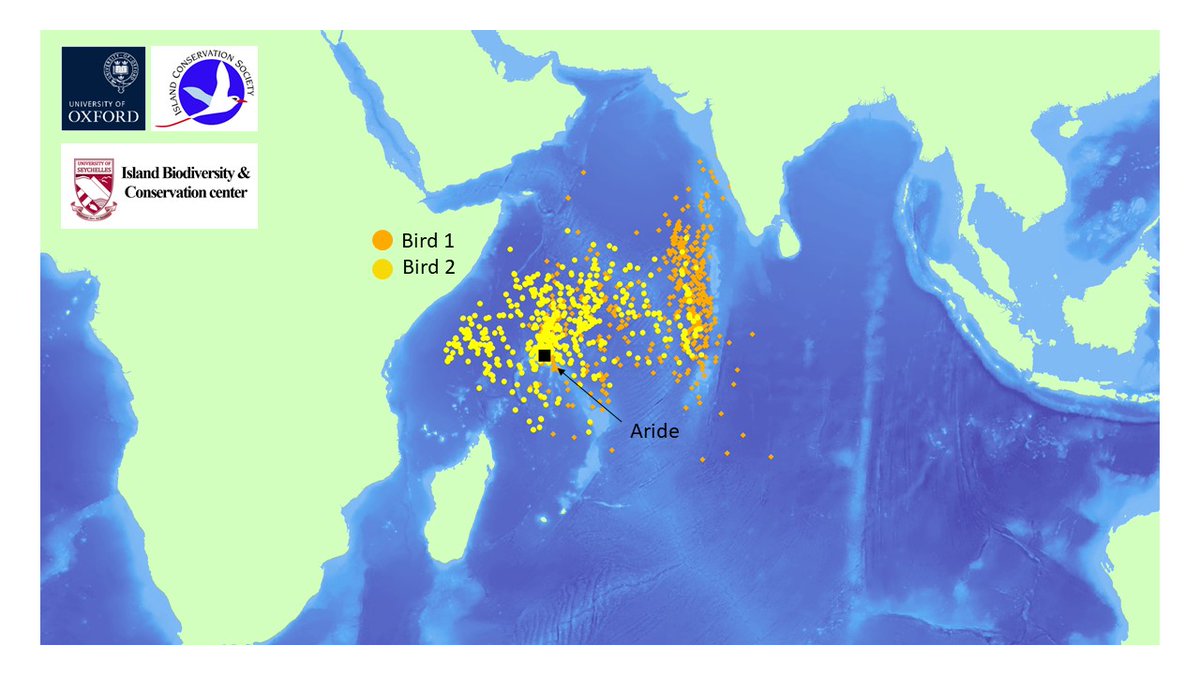 IBCUniSey's tweet photo. First tracking data from @UniofSeychelles @IBCUniSey, @UniofOxford &amp; @ICS_Seychelles reveals amazing non-breeding movements of #Whitetailedtropicbirds nesting on #ArideIsland. 
For over 9-12 months, 2 birds covered much of NW Indian Ocean. #GRocamora @AnnetteFayet #WOD2021 https://t.co/SatL7R222W