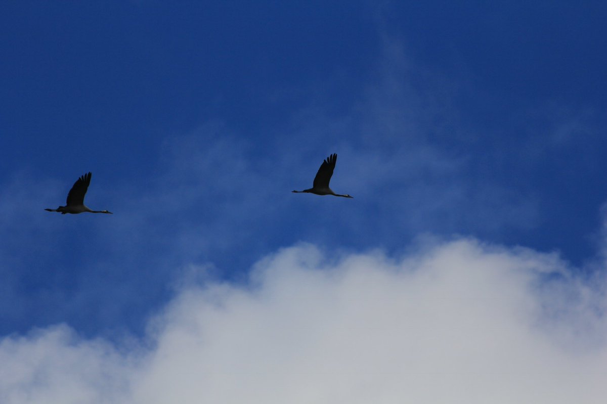 stromab's tweet photo. Hoch hinaus fliegen zwei Kraniche zu den #Objektivblueten über der Insel #Kirr im Barther Bodden (M-V). https://t.co/F4UNIkF8Ph