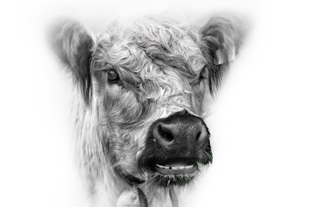 Portrait of a cow, Lenzerheide

#blackandwhitephotography #monochrome #animal #cow #naturephotography #bnw_captures #bnw_globe #bnw_life #bw_crew #bw_lover #bw_photooftheday #bwstyleoftheday #bwstylesgf #igblacknwhite #insta_bw #lenzerheide