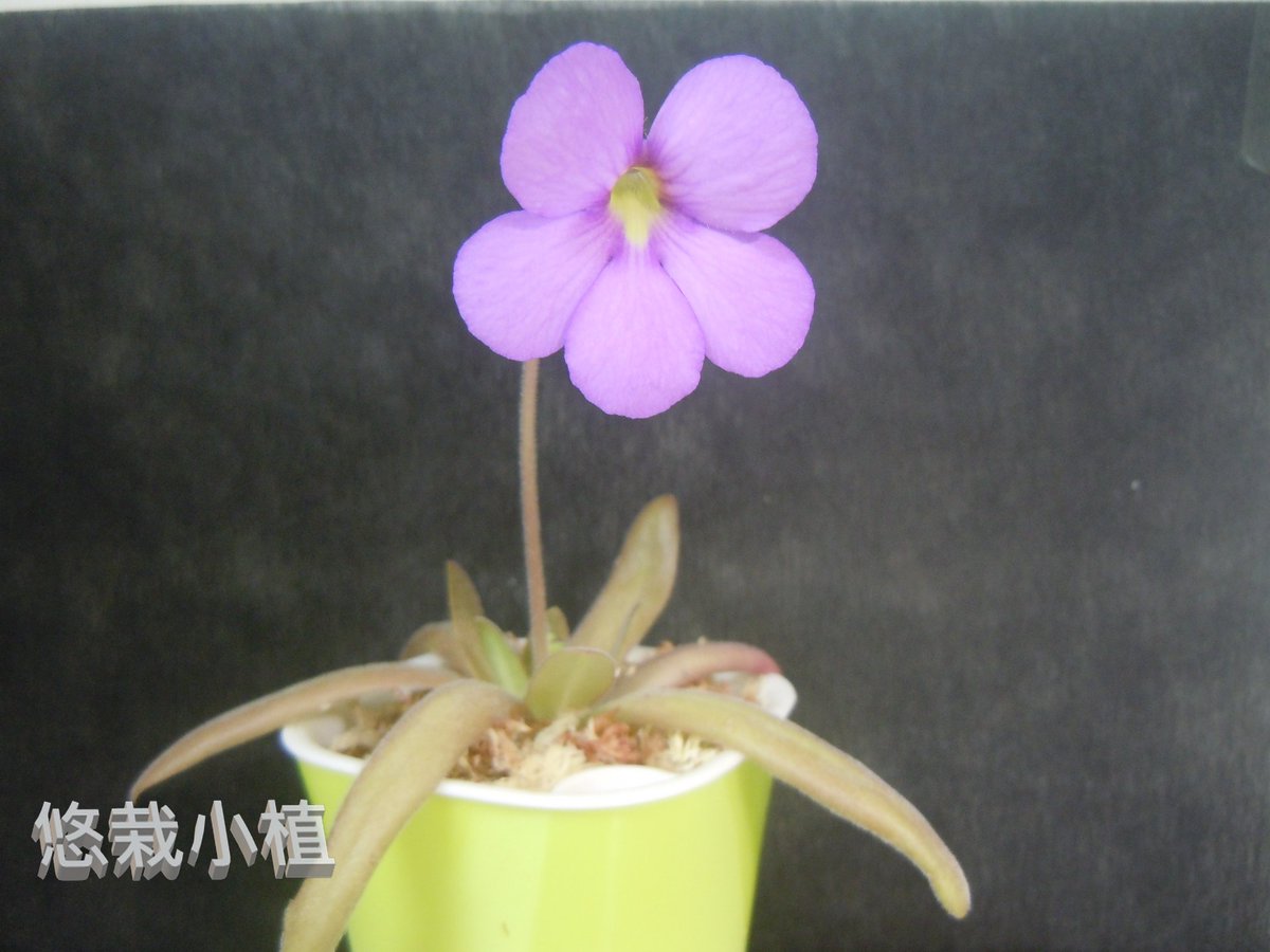 ocean10936's tweet photo. 開花中~
阿芙羅狄蒂捕蟲堇!!!

#悠栽小植 
#食蟲植物
#療癒 #療癒小物 
#阿芙羅狄蒂捕蟲堇
#Pinguicula Aphrodite
#carnivorousplants
#easyplantpotted
#Drosera
#Utricularia
#Dionaea muscipula https://t.co/Jbmx22bIrT