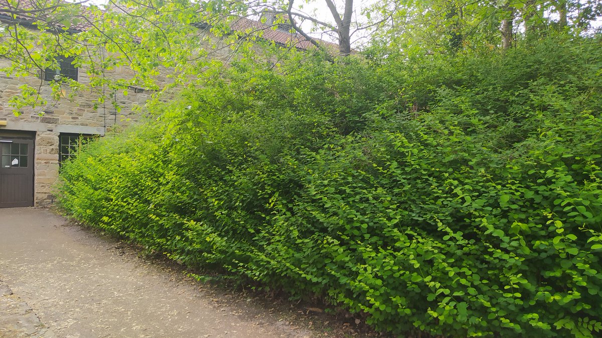 Following our successful <a href="/thekeytweets/">The Key</a> application we can't wait to get started using our skills from the course to put a garden in at <a href="/WhickhamThorns/">Whickham Thorns</a>. Here is the before picture, check back for updates! 
#PrincesTrust #Dunston #GetInvolved