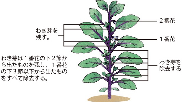 公式 タキイ種苗株式会社 タネのタキイ ナスの 栽培ポイント わき芽 とは茎と葉の付け根から 出てくる芽のことです わき芽をとらないと そのわき芽が成長し管理が大変になったり 実や成長に必要な栄養が 行き届かなくなったりします こまめに 公式 タキイ種苗株式会社 タネのタキイ ナスの 栽培ポイント わき芽 とは茎と葉の付け根から 出てくる芽のことです わき芽をとらないと そのわき芽が成長し管理が大変になったり 実や成長に必要な栄養が 行き届かなくなったりします こまめに