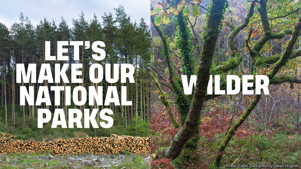 Today <a href="/RewildingB/">Rewilding Britain</a> launches a new campaign for Wilder National Parks! 🌳🦫🐾

Three-quarters of nature reserves in our national parks are in poor condition. They have to become wilder.

Sign our petition - tell Ministers to create wilder national parks: 

act.rewildingbritain.org.uk/demand-wilder-…