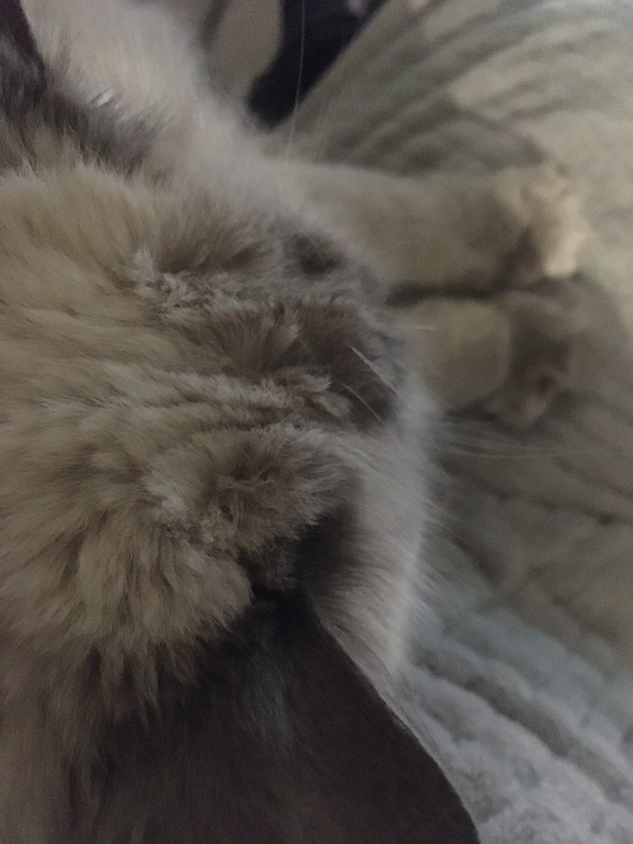 EndemicPrepared's tweet photo. Kitty kneading #ThosePaws ๐ป #Winter #Melbourne #LockdownButNotOut #StaySafe #NearlyThere
๐๐ซ https://t.co/hxEdvl59JW