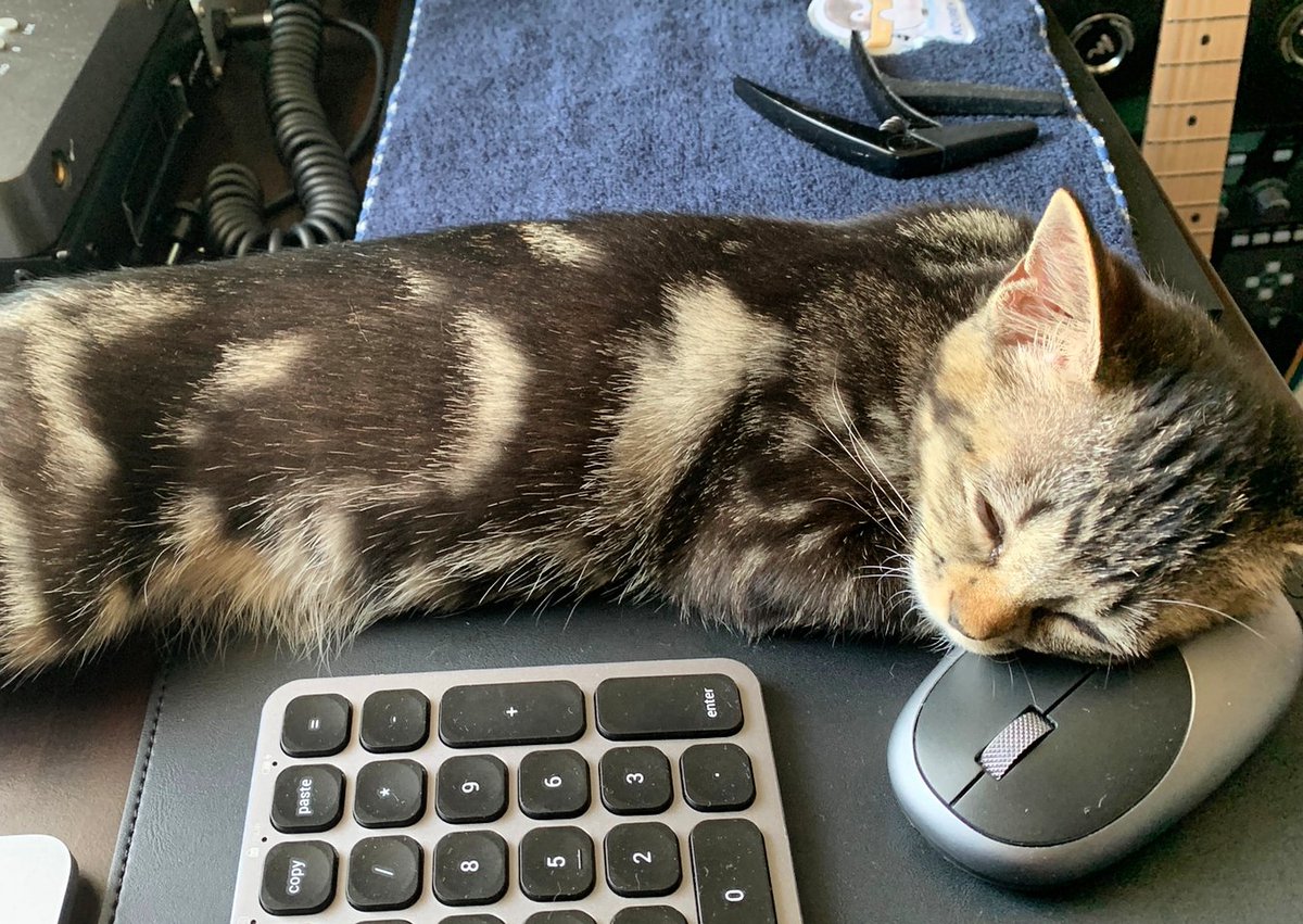 飼主の業務を妨害する子猫