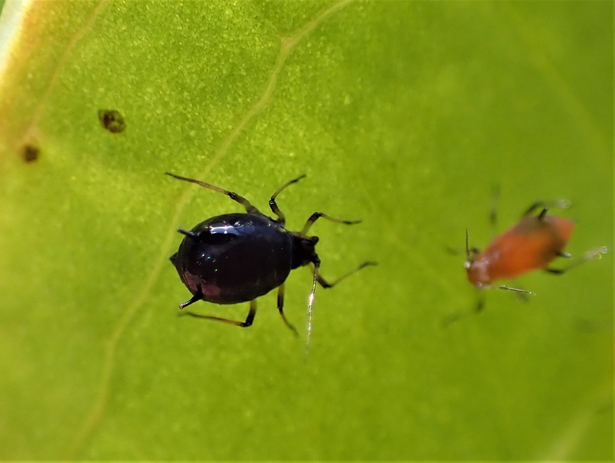 Zoe V Twitter サルトリイバラ葉裏のアブラムシ 左の上と下の茶色いのは脱け殻 また右の黒いのは別種でしょうか 教えて虫の人