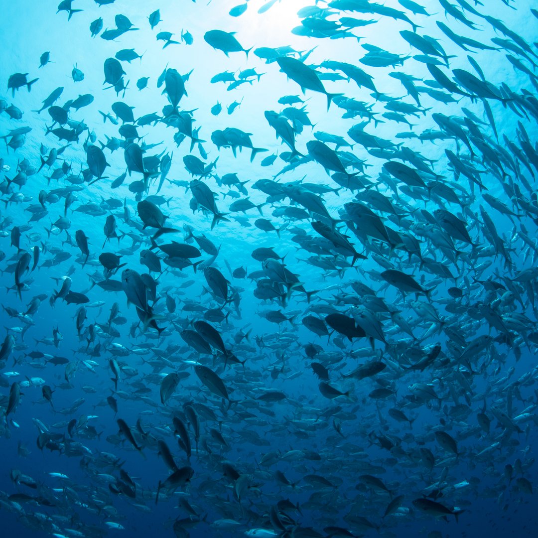 Un tuffo nel blu, oggi. Per ricordarci di non dare per scontato il patrimonio da cui deriva la nostra vita: l'acqua degli oceani.  💙#giornatamondialedeglioceani