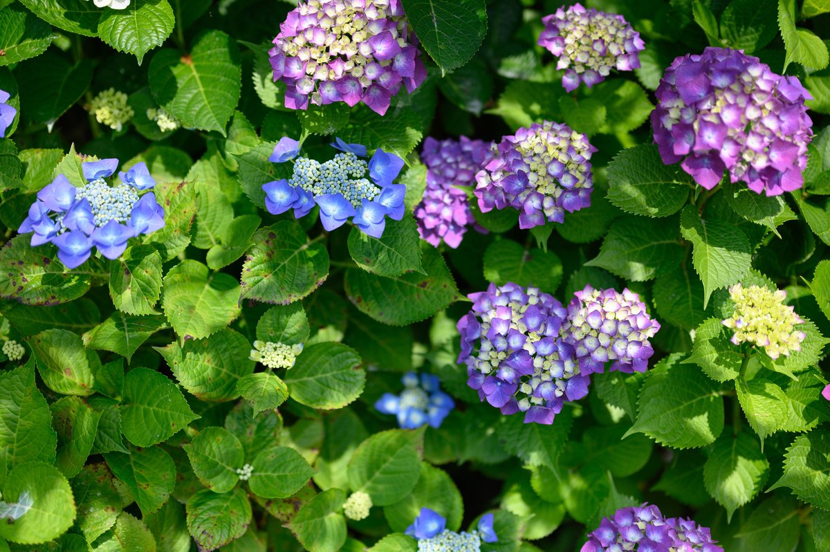 国立明石海峡公園 日本最大級のsns映え観光情報 スナップレイス