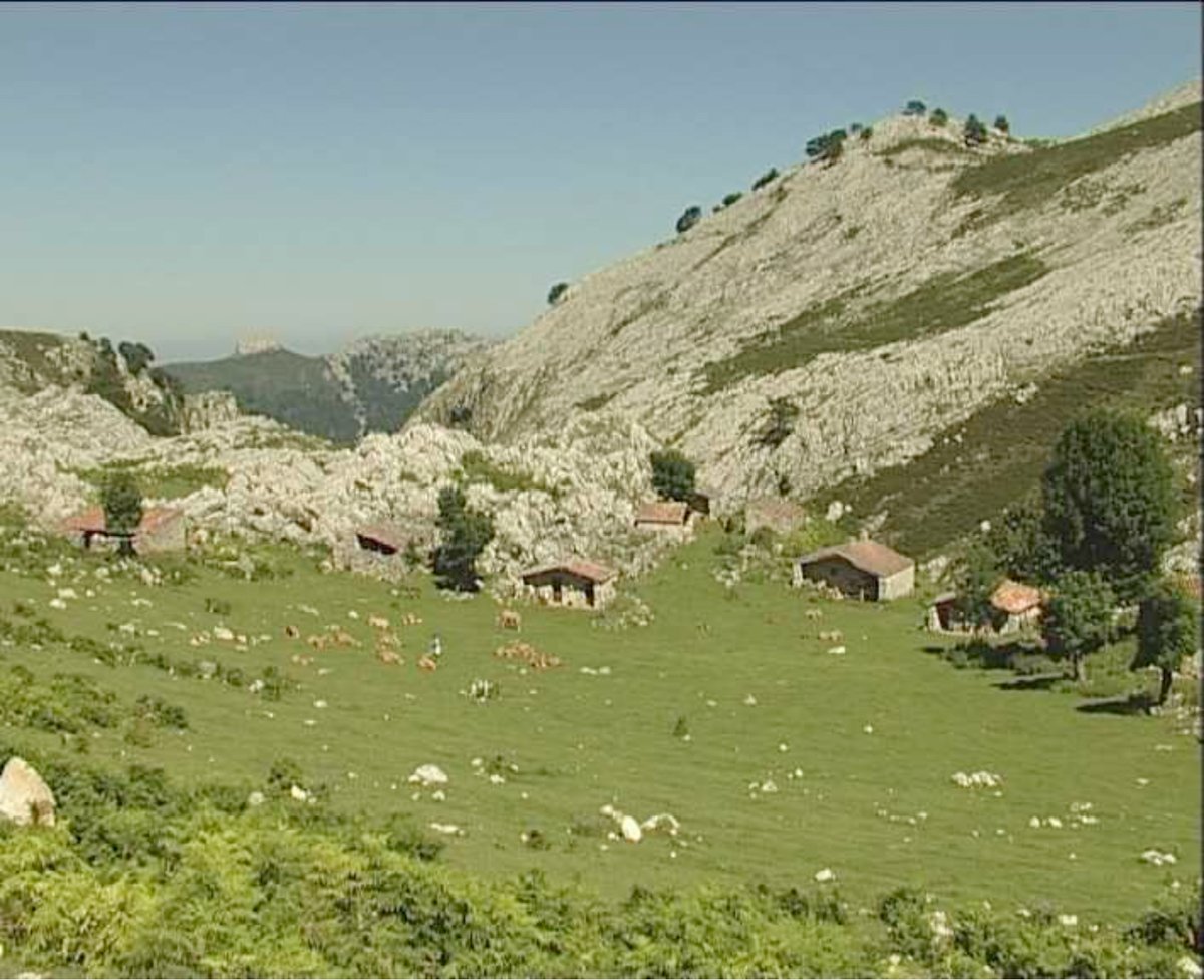 XataRoxa's tweet photo. Ya tenemos las vacas en los puertos, disfrutando del sol y de los pastos de altura. #100x100nuestro #100x100Asturianas🌳🍀🌞 https://t.co/TKRqFvTe8A