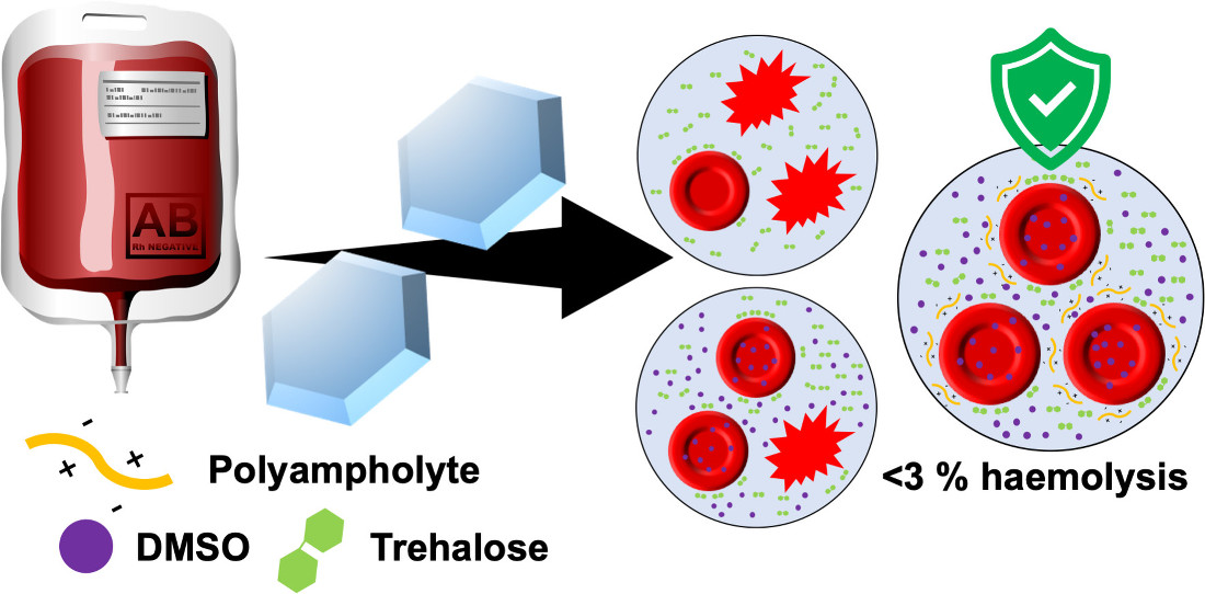 Our latest work from Alex M (plus @RubenToms1 and Tom) is online @MacroJrnls_ACS , @BMSatWarwick @warwickchem An unconventional blood cryopreservation mixture using polyampholytes that is easy to wash-out. pubs.acs.org/doi/abs/10.102…