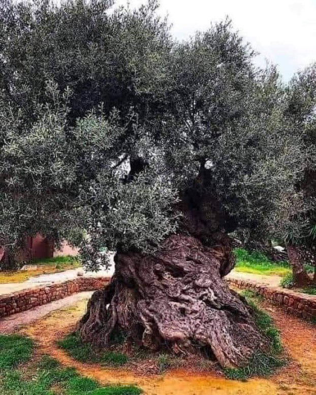 🌳 Voici le plus vieux olivier du monde ! Situé en Grèce, l’olivier de Voúves est âgé de plus de 2000 ans ! 🤩
