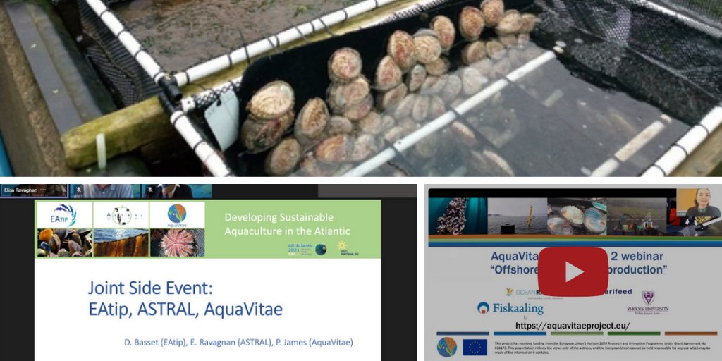 Check out the latest <a href="/aquavitaeEU/">AquaVitae</a> newsletter:

♻️Land-based IMTA
🍣<a href="/urchinomics/">Urchinomics</a> work on #sustainable #seaurchins  &amp; #kelp forest rehabilitation
🖥️The latest Low-trophic webinars

▶️bit.ly/3glcSxO

#WOD2021 #UNWorldOceansDay