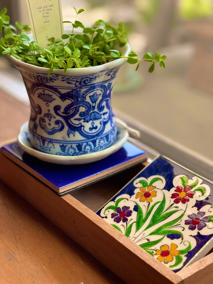 ペペロミアイザベラ