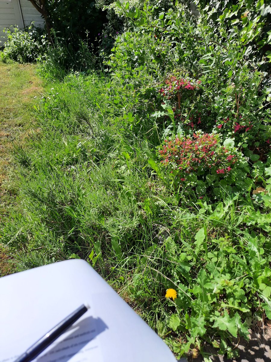 e_hannula's tweet photo. Printed out a 'final' version of the revised manuscript to double (and triple) check references and have a final read-through. Something to do while enjoying the sun and butterfly spotting. #stillworkingfromhome. Now distracted by a toad in the bushes 😅. #lifeisgood https://t.co/V04Y05SKt3