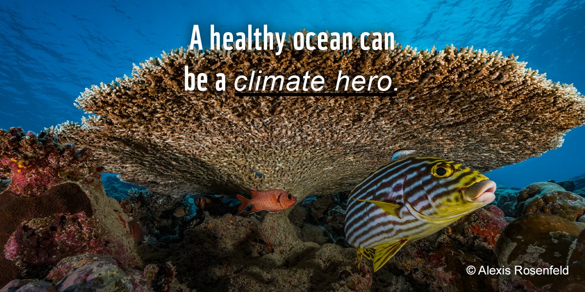 WWF on Twitter "Our blue is in crisis 🌏🆘 While the climate is