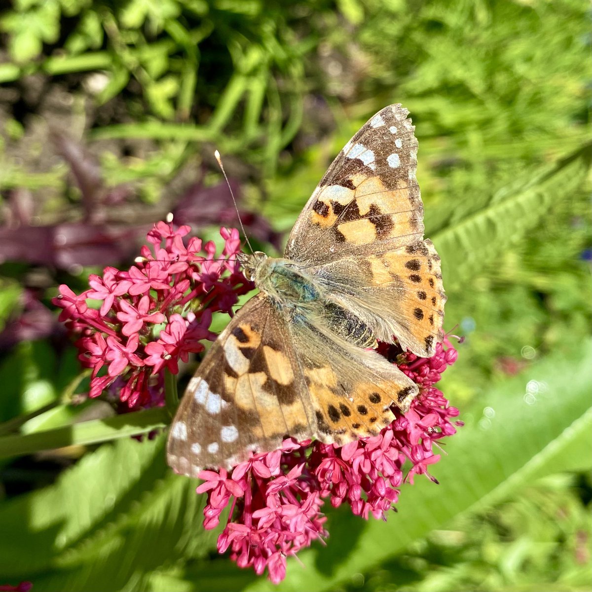 Boom 💥 my first #paintedladybutterfly this year! One of the best migration stories, this little butterfly has flown from Morocco, across Spain, France, and the channel and is still heading north 🙌🏻 They lay their eggs in the UK and the new butterflies fly to Morocco! Nuts 😂
