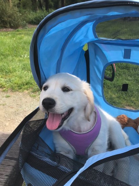 Goldretrieveru2's tweet photo. #Tongueouttuesday is OPEN for photo entry #GRC #TheGRC

What? Contest for tongues
Who? All dogs
How-to? Post below/tweet tags  Add dogs name
Good luck

#dogsoftwitter #dogcelebration #cutenessoverload @Golddogandrew https://t.co/oBCW5nSxtF
