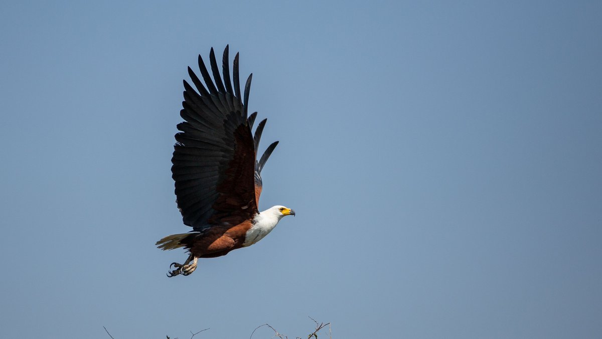 WeAreWilderness's tweet photo. One of the most iconic sights โ and sounds โ of the #Okavango, the African Fish Eagle, is deceptively difficult to photograph well. They're infamous for perching perfectly still until a split second before you push the shutter button...
#WildernessSafaris #Safari #AbuCamp https://t.co/UN7cVuDZsY