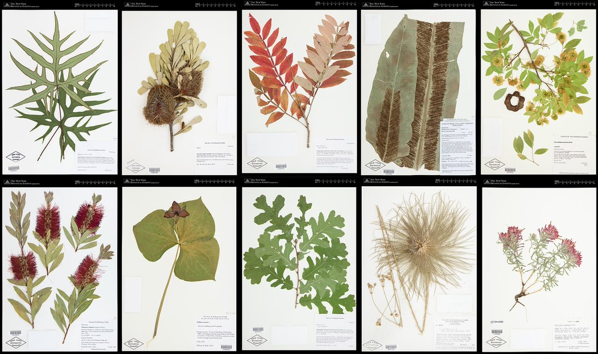 paperswithdata's tweet photo. 🌿 Herbarium 2021 Half-Earth: A large dataset of herbarium specimens for automatic taxon recognition. 

It includes more than 2.5M images representing nearly 65K species from the Americas and Oceania that have been aligned to a standardized plant list.

https://t.co/41yla9UGSu https://t.co/hShdqgQmUK