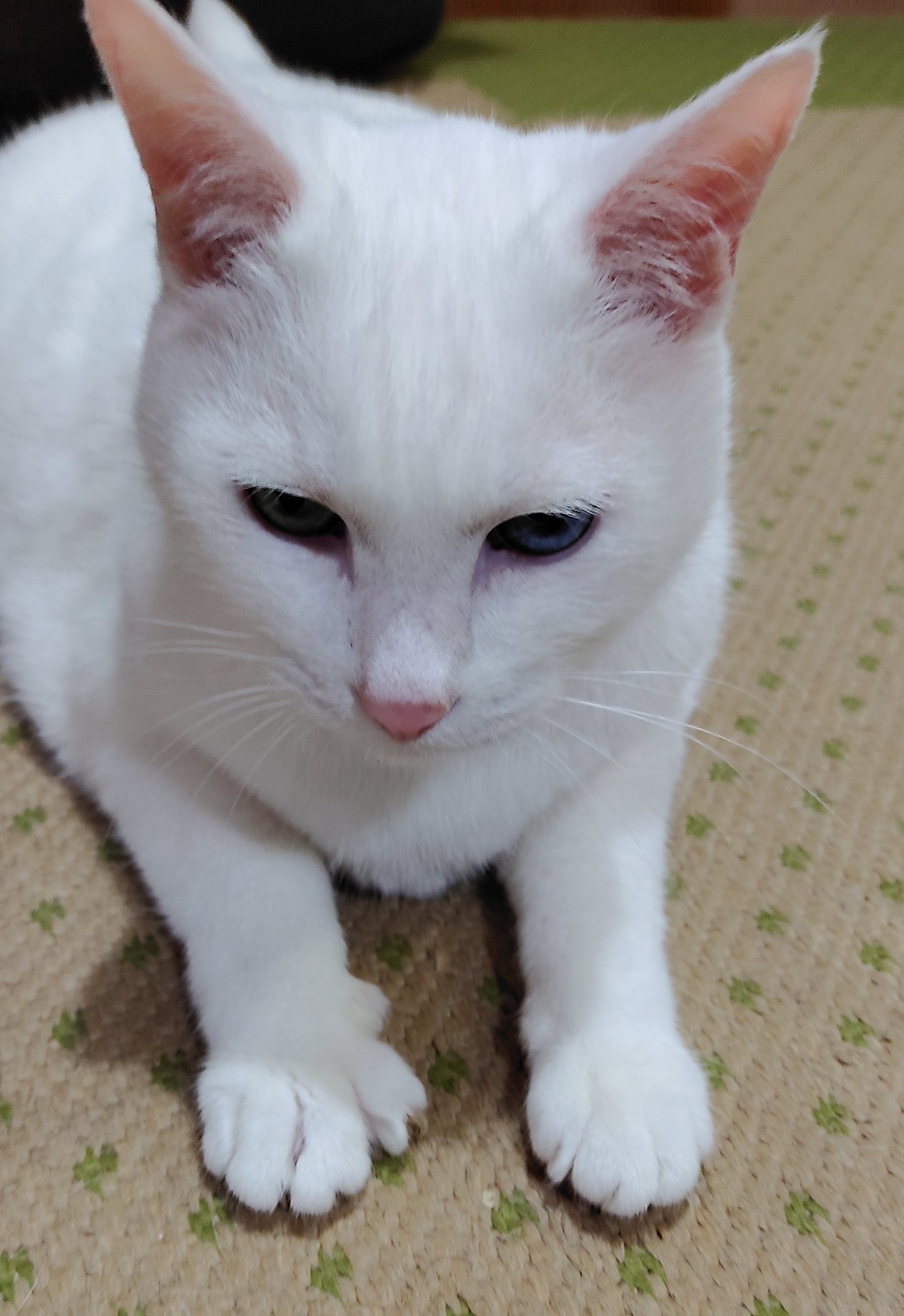 オッドアイの白猫ユキ Oddeyekitty Twitter