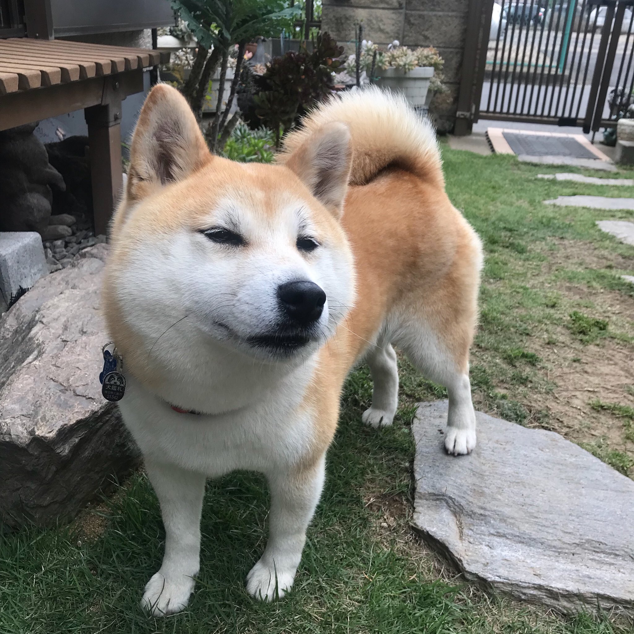 柴子 食べ物と犬 9 Usok Twitter