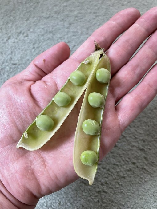 Fujimoto0105さんのイラスト一覧