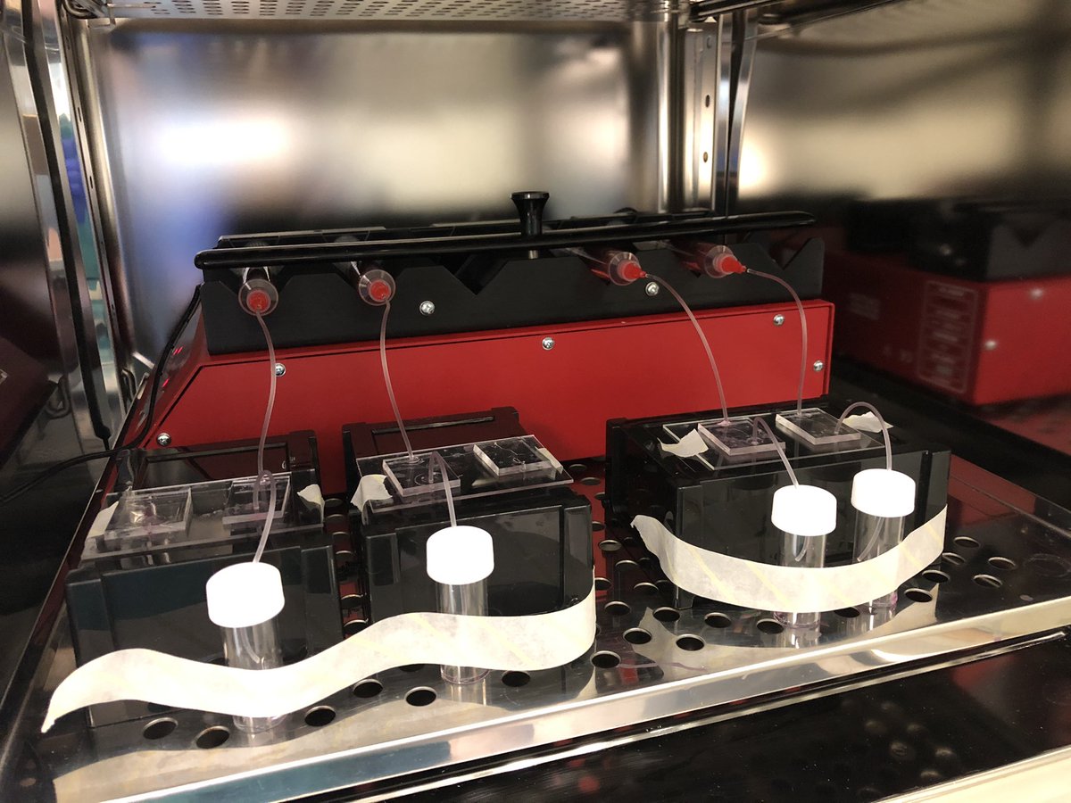 Set up my microfluidics experiment yesterday on my shiny new syringe pump 😍 #microfluidics #organonachip #diabetes #placenta #gdm