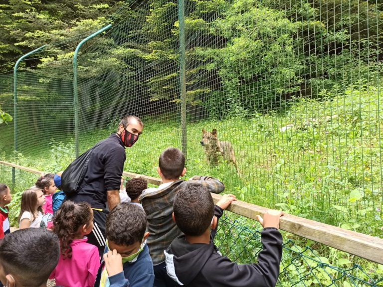Els nens i nenes de P5 van al Molló Parc‼️
El dijous 3 de juny  els alumnes  de P5 van anar d’excursió al Molló Parc, a la Vall de Camprodon. Allà van poder observar molts animals diferents, propis del Pirineu Català. Van veure de molt a prop les osses, les marmotes, el linx…🦌