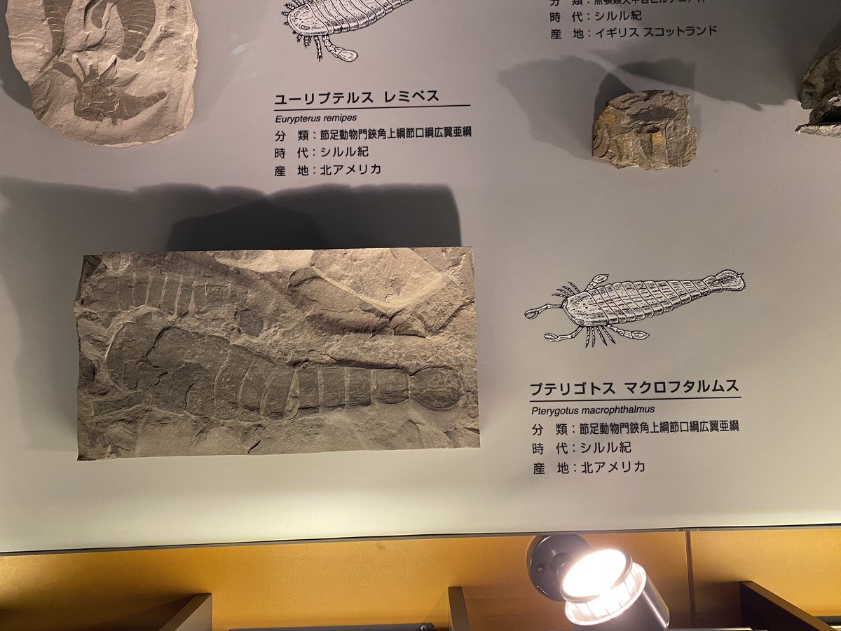 最近話題(?)のウミサソリ(広翼類)のみなさん。 恐竜博物館では実物化石