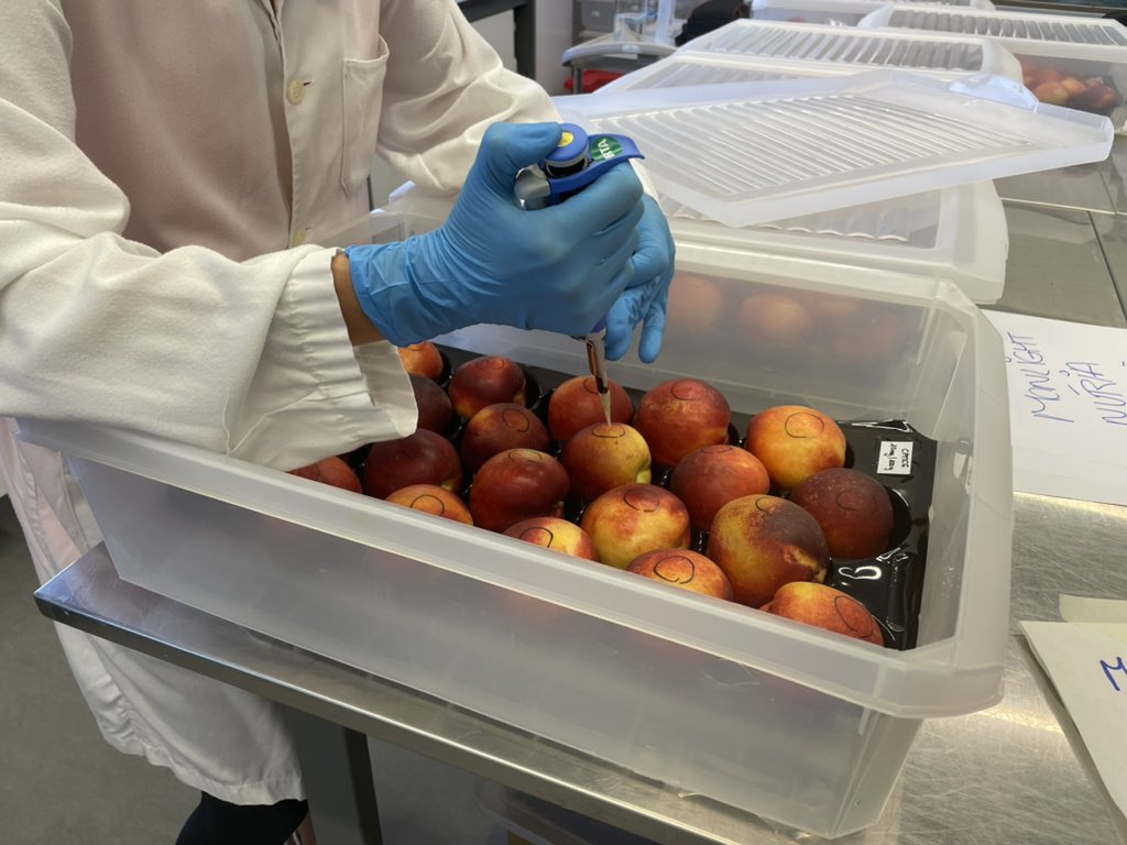 New season, new studies on the physiology and biochemistry behind the Monilinia-peach interaction <a href="/irtacat/">IRTA</a> #postharvest