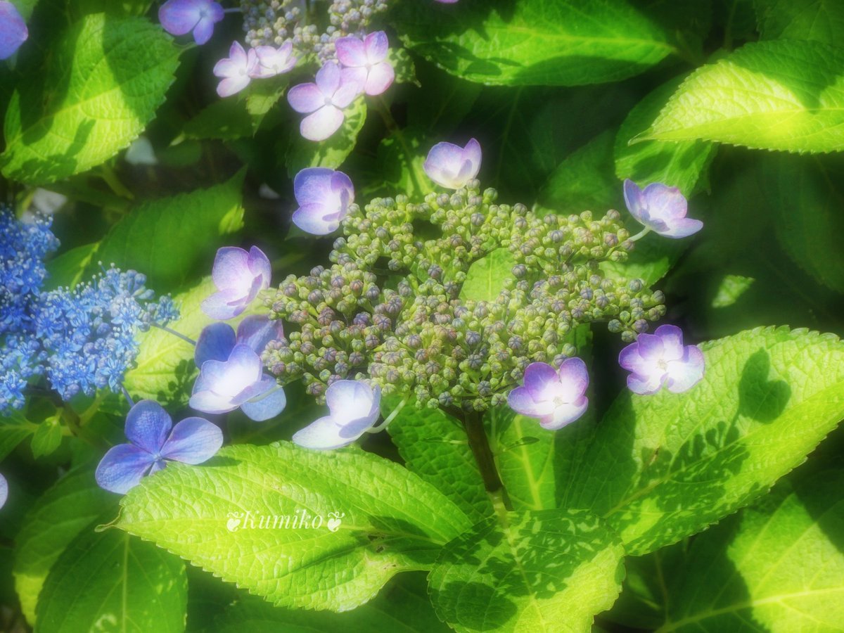 ku6901's tweet photo. 6/8(火)
#学校の安全確保·安全管理の日
今日は真夏日☀️
子どもに日焼け止めを塗っていた親子めがけて
カラスが勢いよく低空飛行🐦≡Ξ
怖い💦
食べ物だとでも思ったの?
偶然 紫陽花の影が♡
東京
#ガクアジサイ #額紫陽花
#Lacecap_Hydrangea
#アジサイ #あじさい
#紫陽花 #Hydrangea
#暦生活園芸部 https://t.co/Fjdi8SIorw