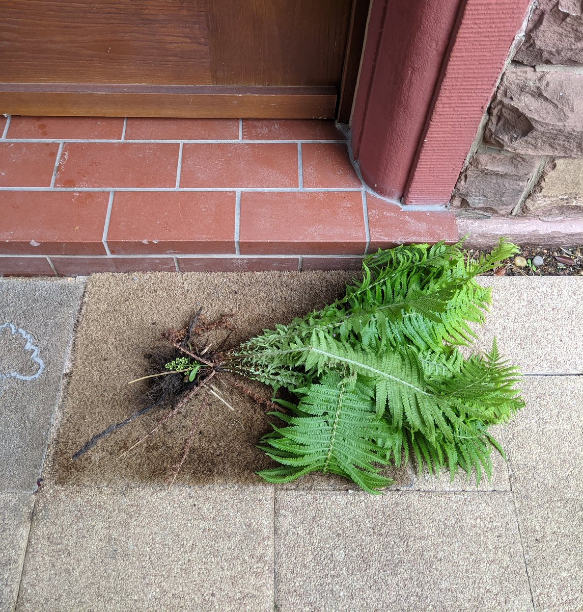 clestation's tweet image. Ist ein ausgerissener Farn vor der Tür, eine Mafia Botschaft die ich nicht kenne?