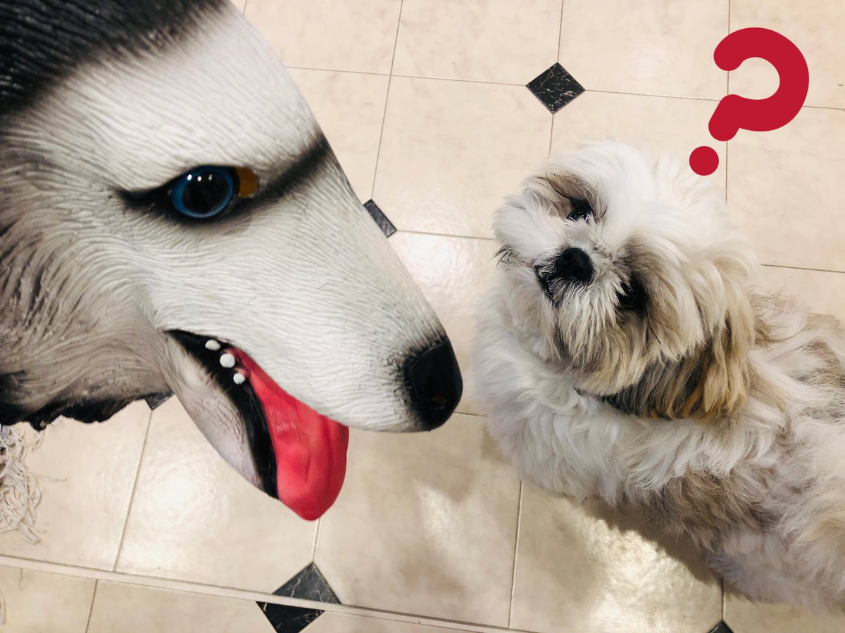 シーズーのミント 生配信のお知らせ 明日6 9 水 の 00 は生配信 ミントくんのライバルのあいつが久しぶりに登場するかも Ww ドタバタ大騒ぎの生配信をお見逃し無く シーズー ワンコ 犬のいる暮らし 犬好きさんと繋がり