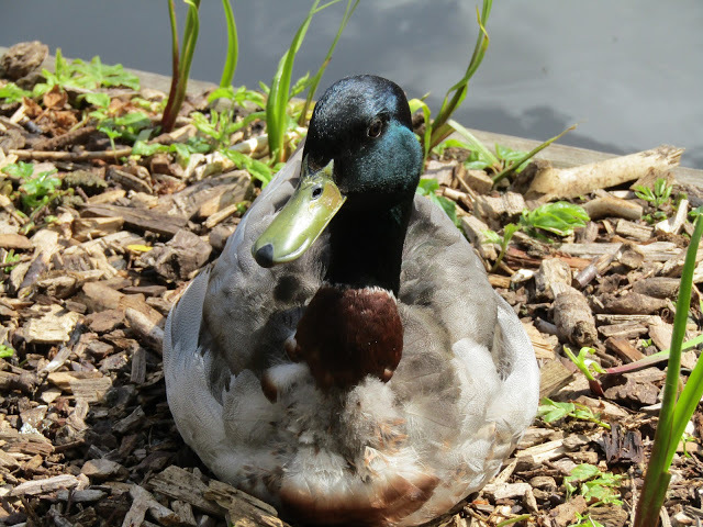 duckoftheday's tweet photo. 8 Jun 2021 https://t.co/vq9LeVjL0V