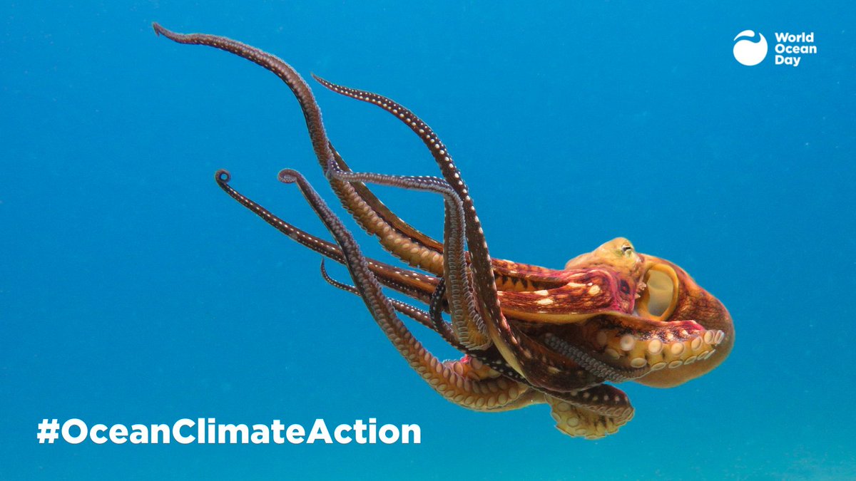 Happy #WorldOceanDay 🐙🐋🐠

Today is a great day to raise awareness for #HelpOurKelp, a campaign created to help bring back kelp forests. Kelp used to abundant along the West Sussex coastline. But it has diminished over time. 

➡️sussexwildlifetrust.org.uk/helpourkelp