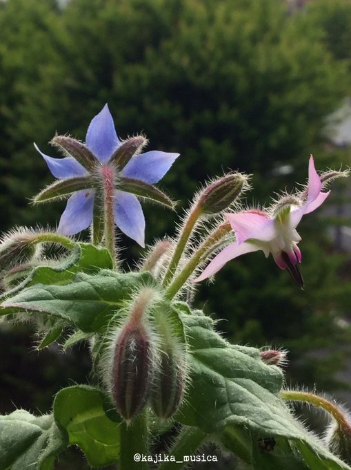 アブラムシのtwitterイラスト検索結果 古い順