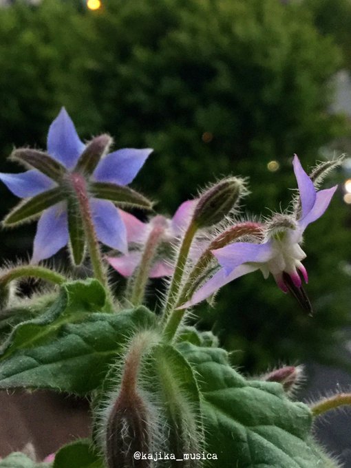 アブラムシのtwitterイラスト検索結果 古い順