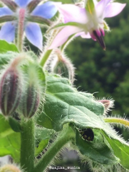 アブラムシのtwitterイラスト検索結果 古い順