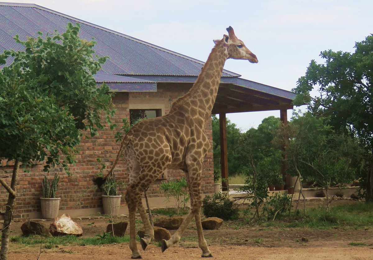 'Comfort and serenity are my go-to words...' were the exact words of a previous customer after visiting #DombeyaGameReserve, one of the businesses listed under #hospitality on our site. To book your get-away, visit #TiniPlug for more info.

#VakashaEswatini
#TiniTwitter